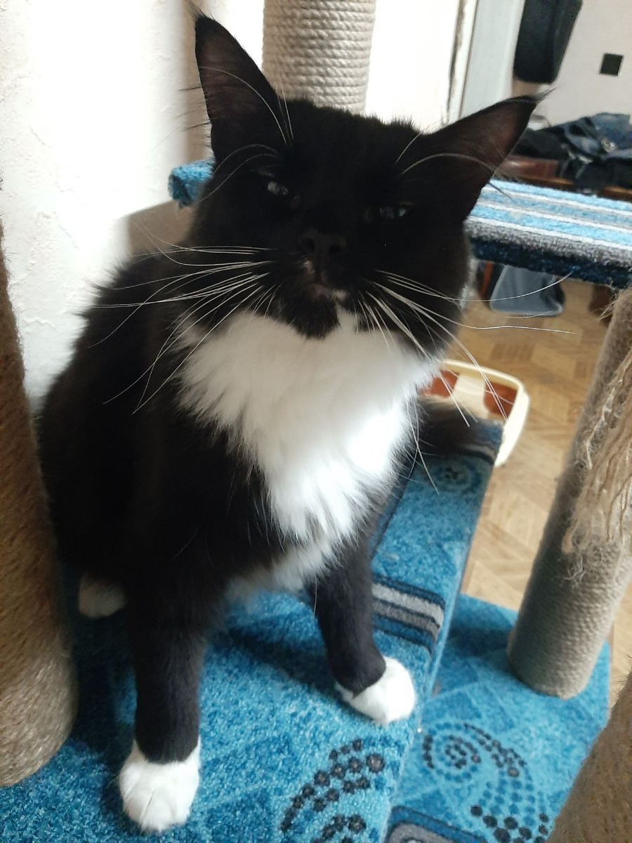 Ветер, наш старший кот