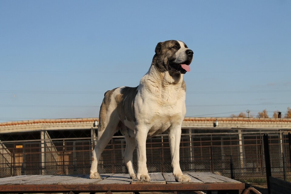 Гордость питомника