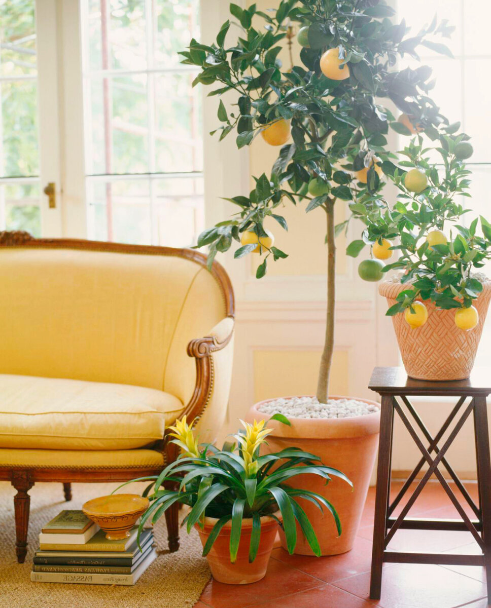 Комнатный мандарин – уход за растениями от «Серисса»