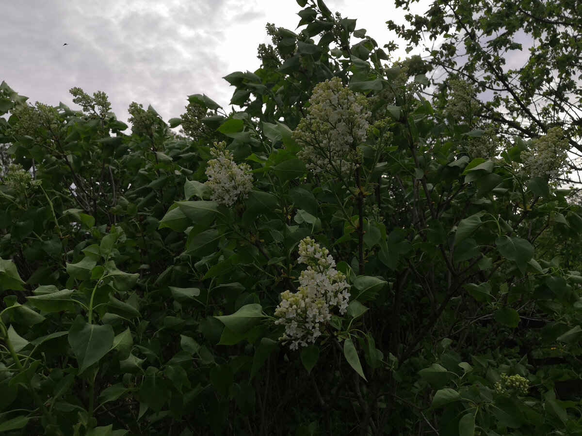 Белая сирень