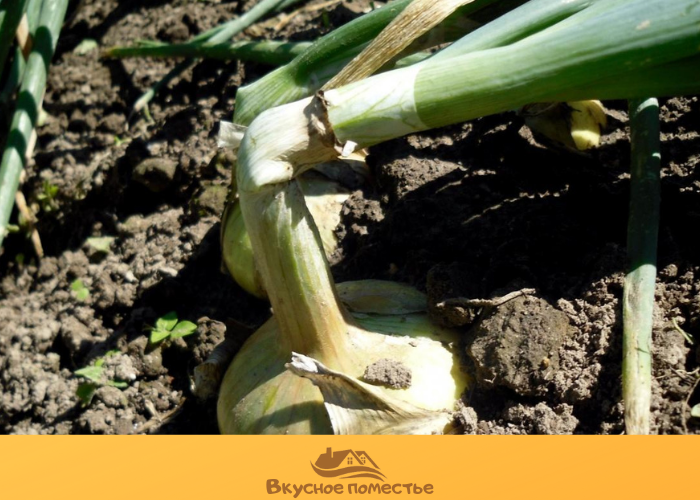 Признаки готовности лука к уборке