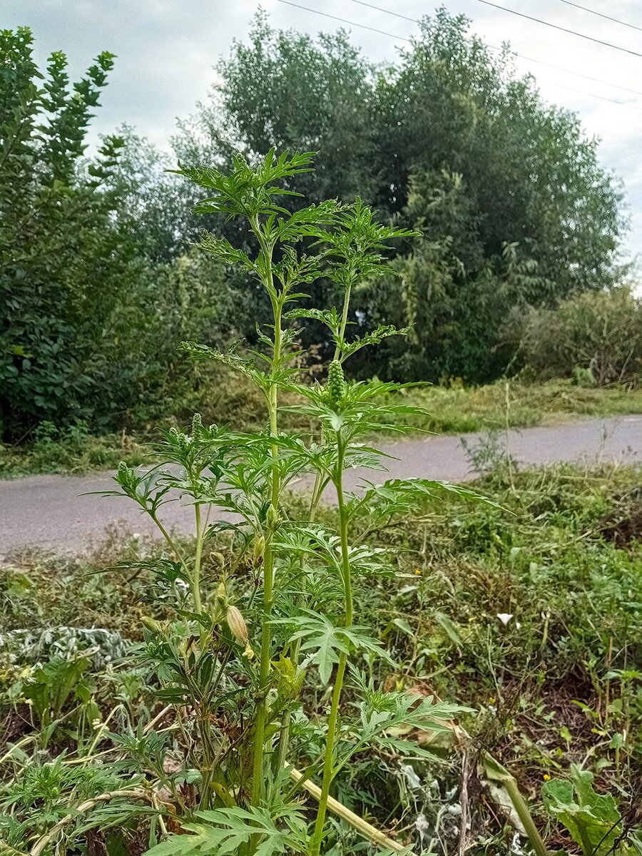 Обнаружил амброзию на территории Суджанского района. Своими силами смог очистить участок возле дома и обратился к властям с просьбой принять меры. Дело в том, что амброзия опасна, является карантинным сорняком и санитарные службы обязаны защищать от него людей.