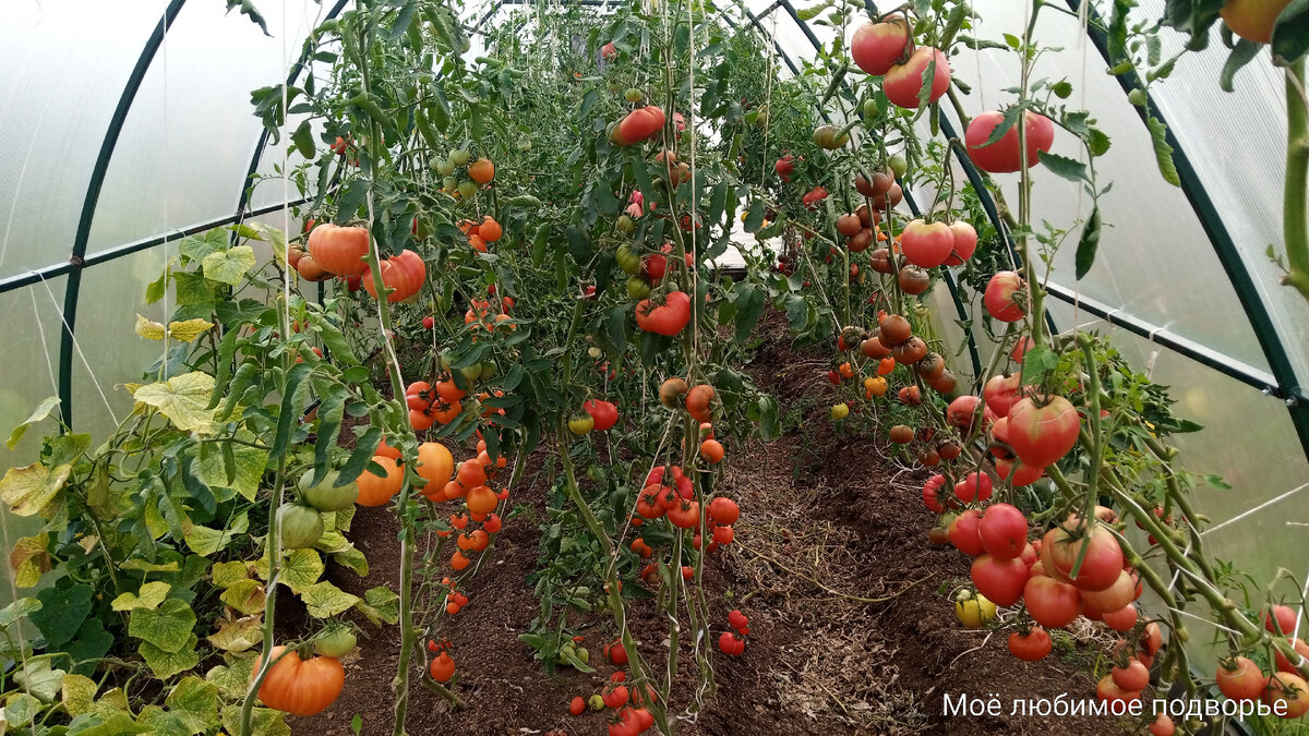 Лпх в деревне. Мое любимое подворье. Мое любимое подворье. Домашние животные во дворе. Сельскохозяйственное подворье.