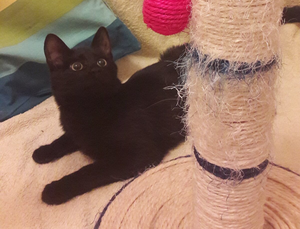 Котенок Чарли, уже много лет домашний кот.