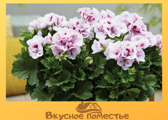 Пеларгония