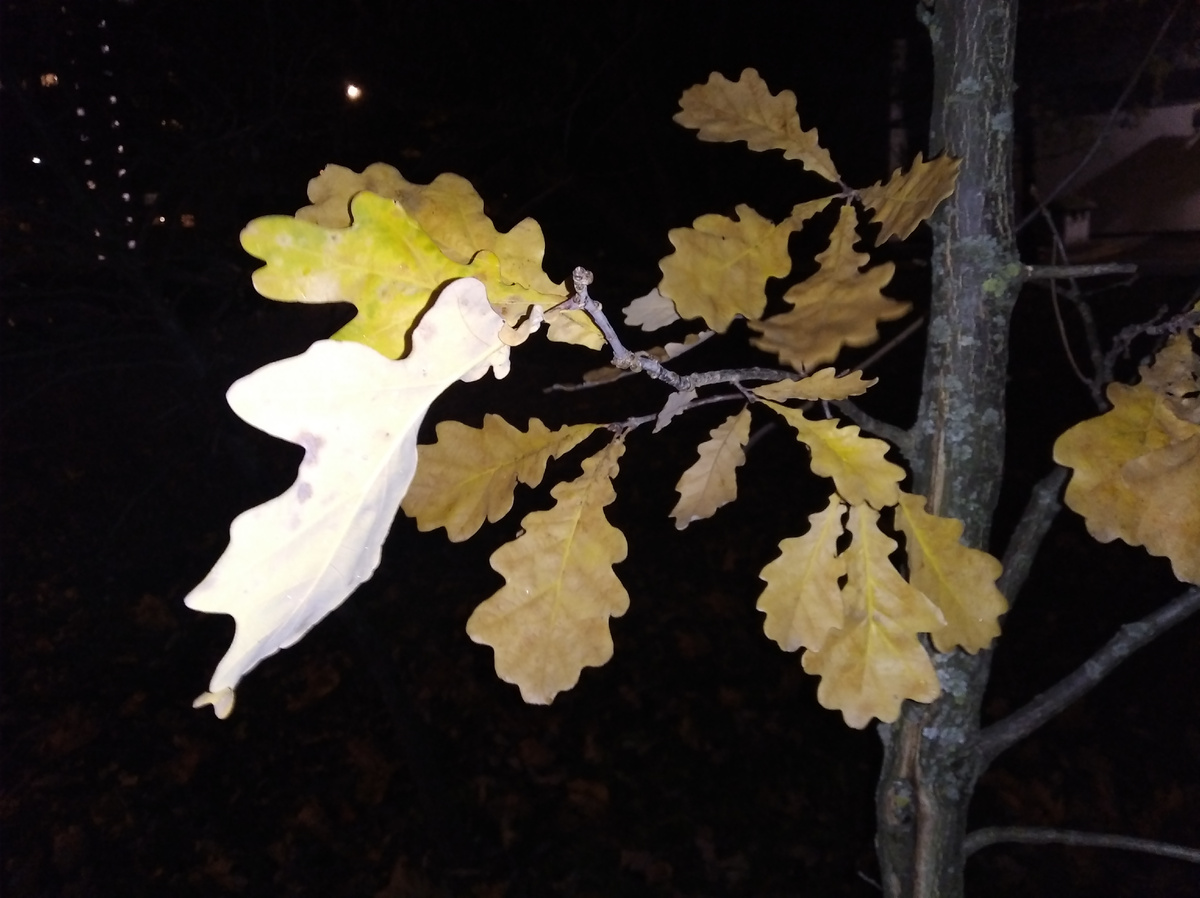 Вернулись уже затемно