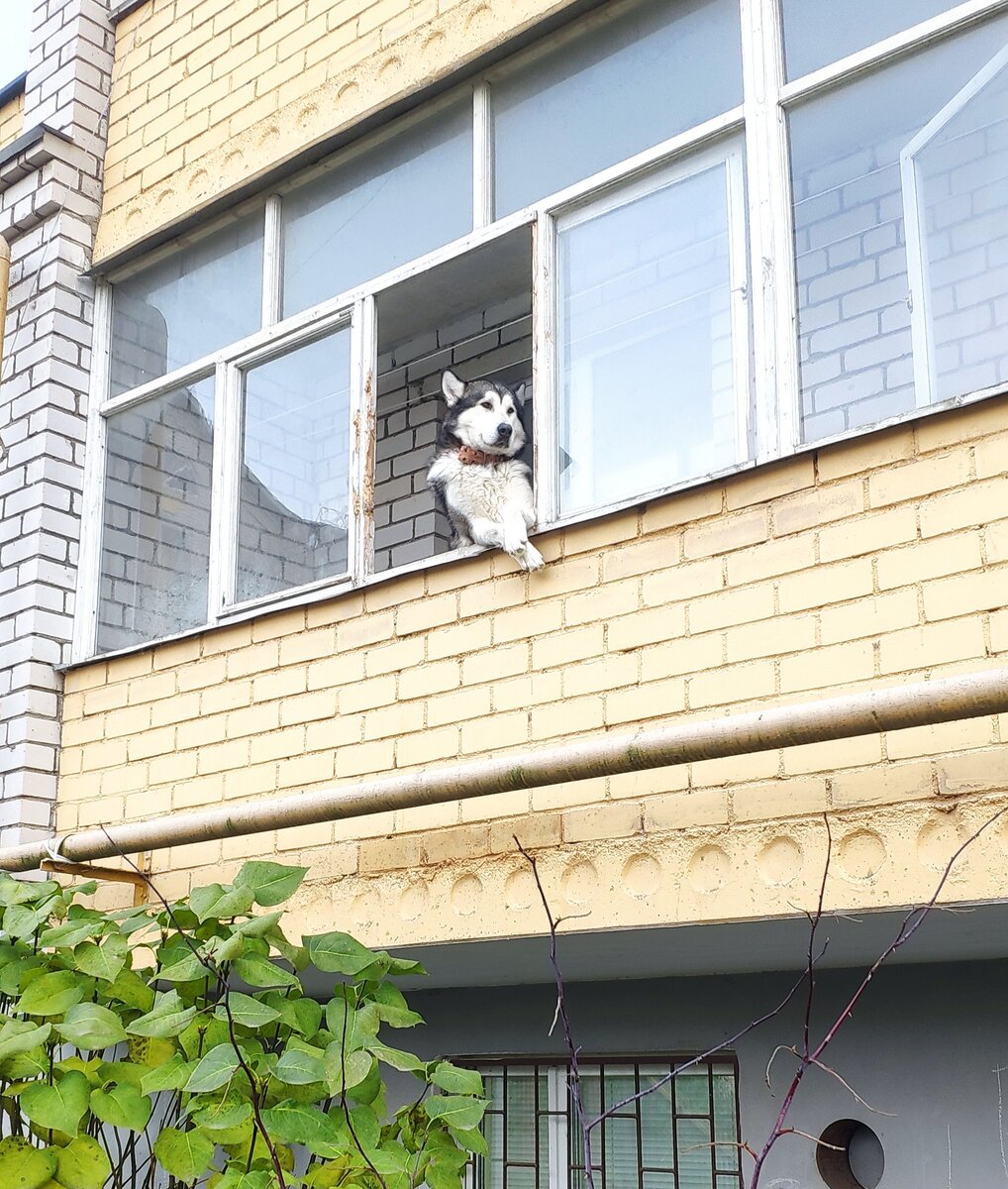 Смотрящий по району