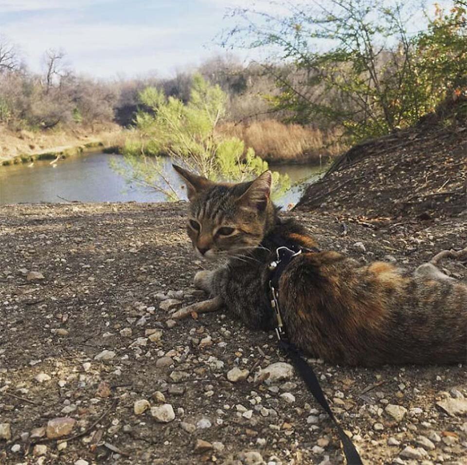 Кошка. Источник фото: https://animalesqueridos.com/pareja-queda-mexico-gatitta-rescatada/