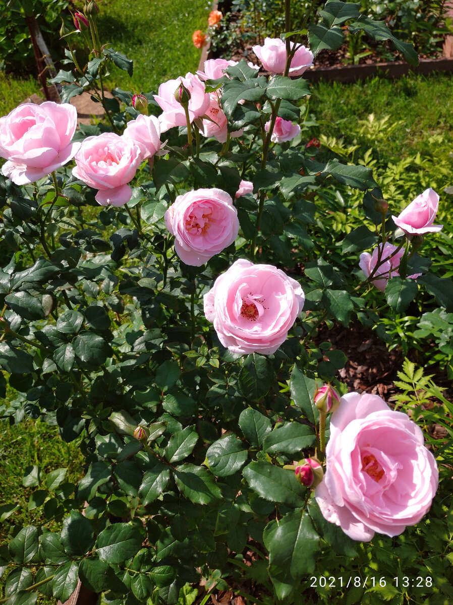 Алнвик Роуз.