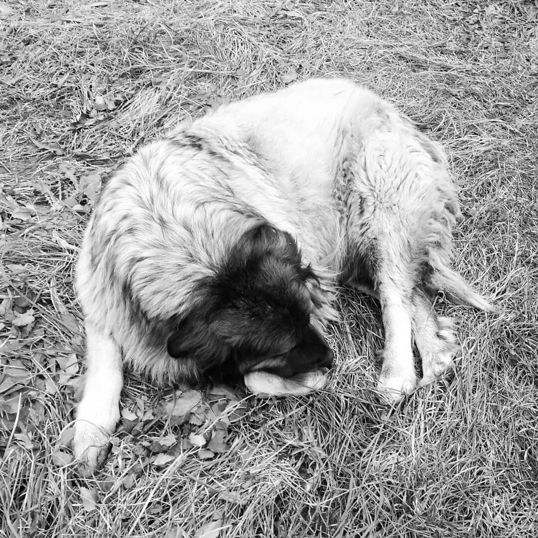 КРАСИВАЯ ФОТОГРАФИЯ СОБАКИ.