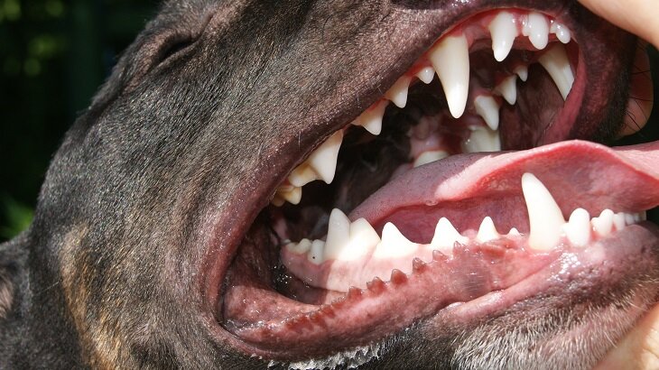 Собачий прикус