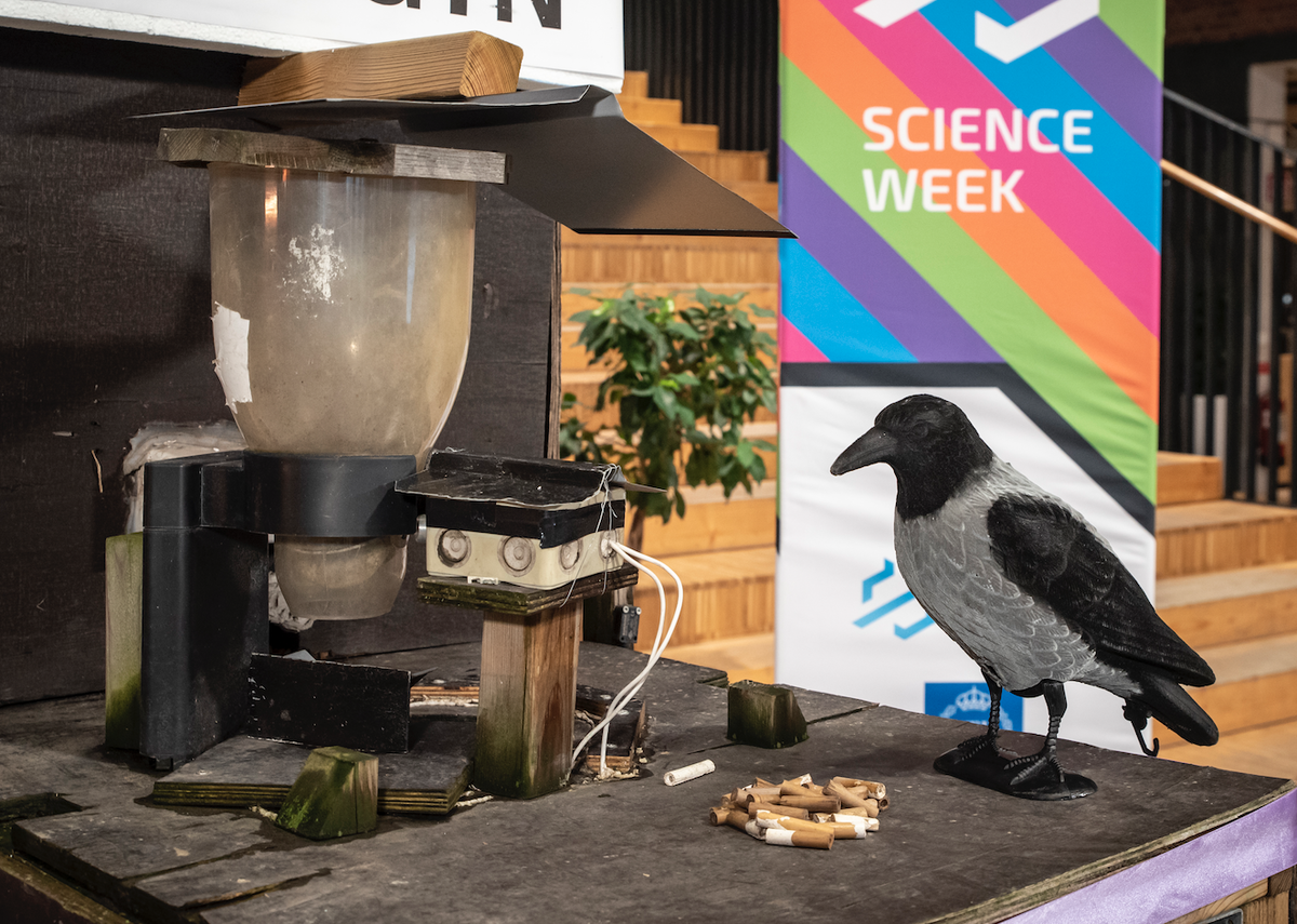 Вороны собирают окурки и получают в награду арахис. Фото https://corvidcleaning.com/