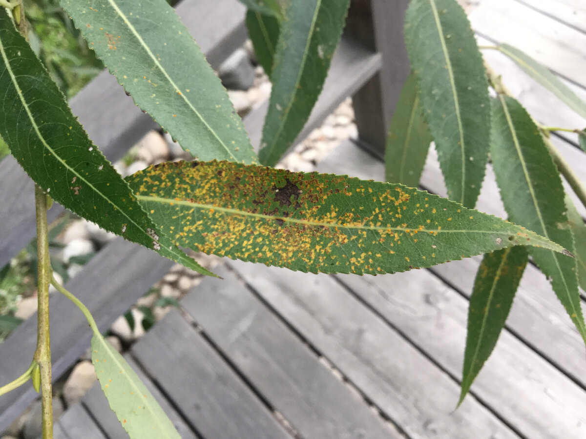 Ржавчина ивы (Фото: vitusltd.ru)