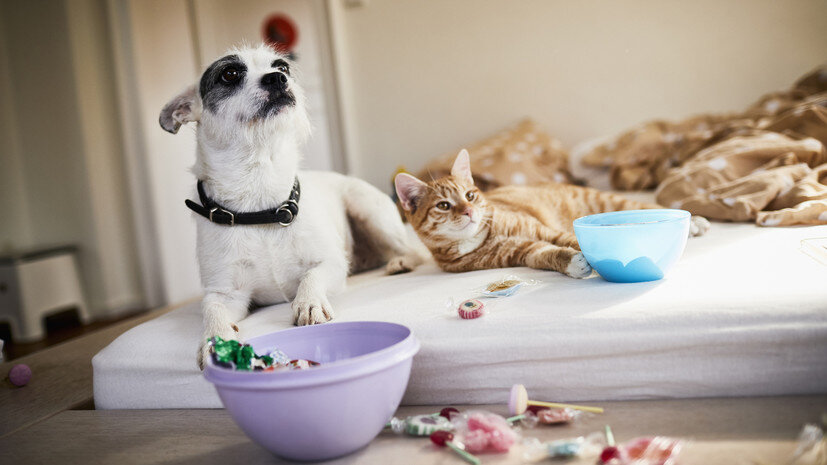   Gettyimages.ru Oliver Rossi