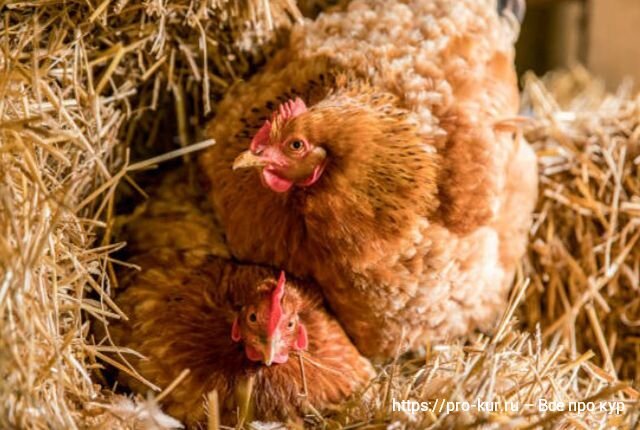 Отсадить новорожденных цыплят от курицы. Содержание и уход