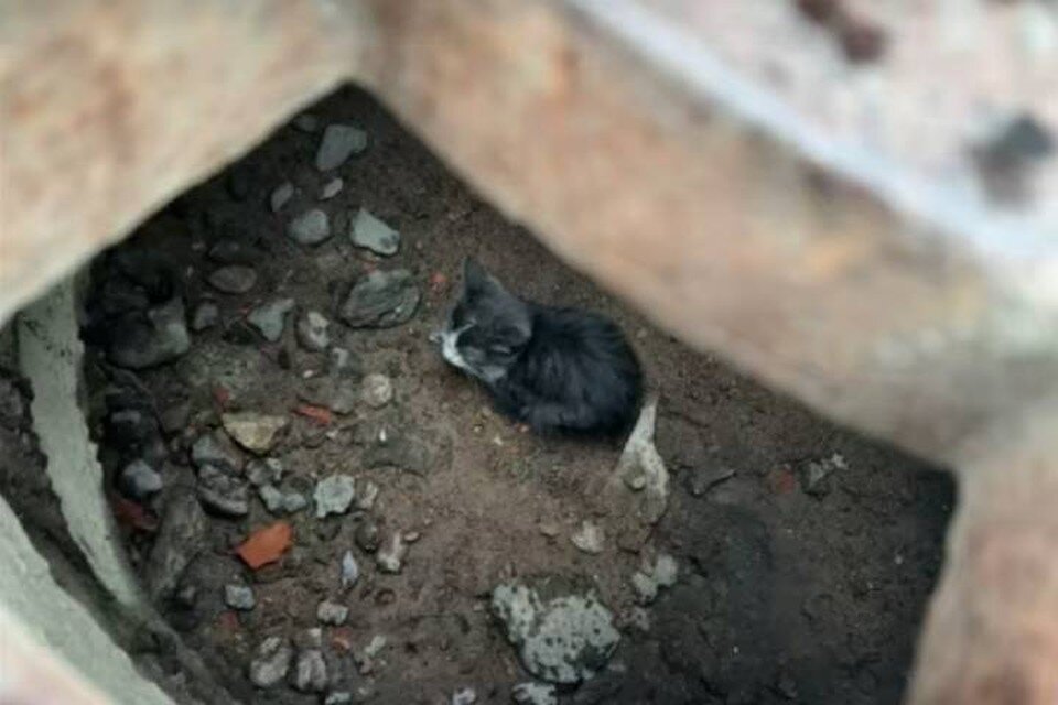     Маленького котенка спасли из заточения в Петропавловской крепости Петербурга / Фото: Кошкиспас