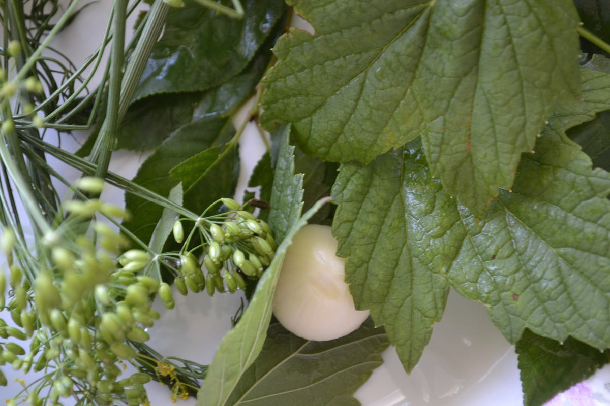 Зонтики укропа, чеснок, листья вишни и черной смородины