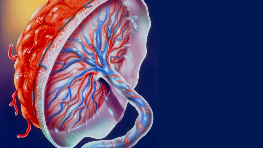 Изображение из открытого источника в Интернете
Плацента имеет две поверхности: 
Со стороны матери: шероховатая часть крепится к полости матки
Со стороны плода: плодный пузырь и пуповина