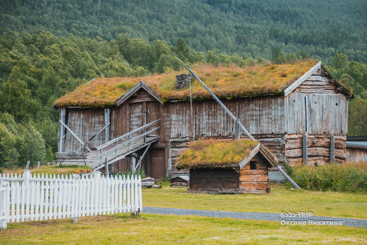 Овцы, которые пасутся на крыше дома. Зачем норвежцам трава на кровле и как над ними поэтому шутят соседи?:)2