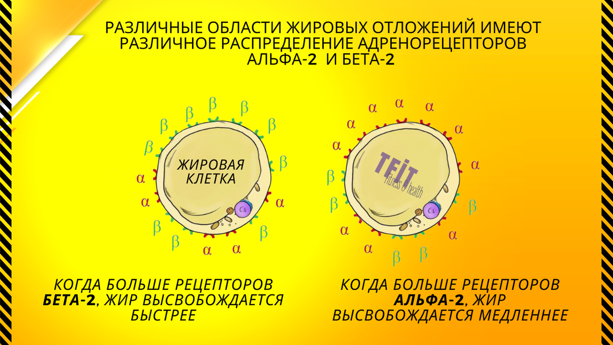 К примеру в бедрах в 6 раз больше альфа-2 рецепторов чем в бицепсе