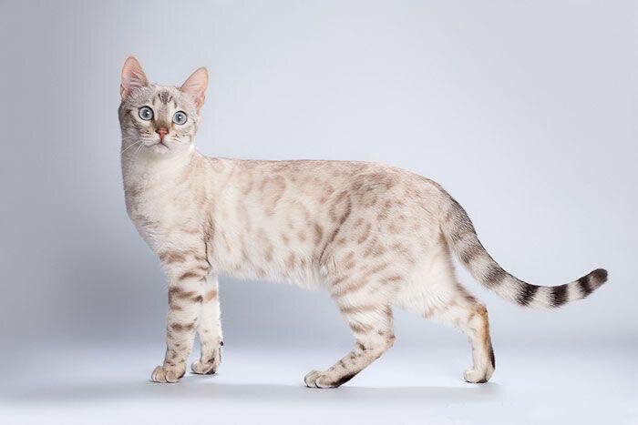 Заметки про котов от Графа:Бенгальская (или дальневосточная) кошка  (Prionailurus bengalensis) | Котенок по имени Граф | Дзен
