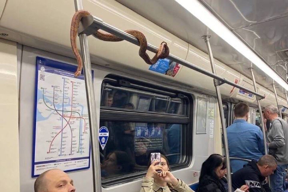     Огромную змею снова заметили в метро Петербурга  СОЦСЕТИ