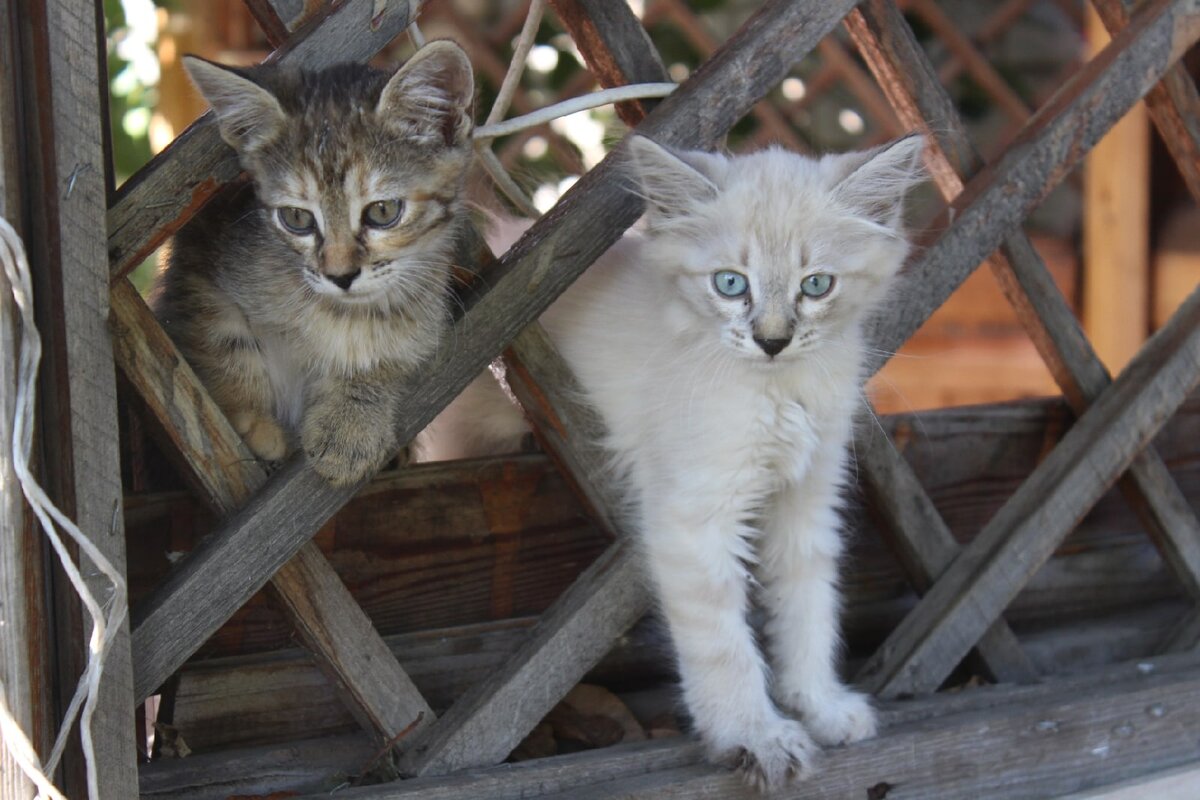 Вот приблизительно так выглядела эта картина маслом. Фото дочки Натали Гончаровой.