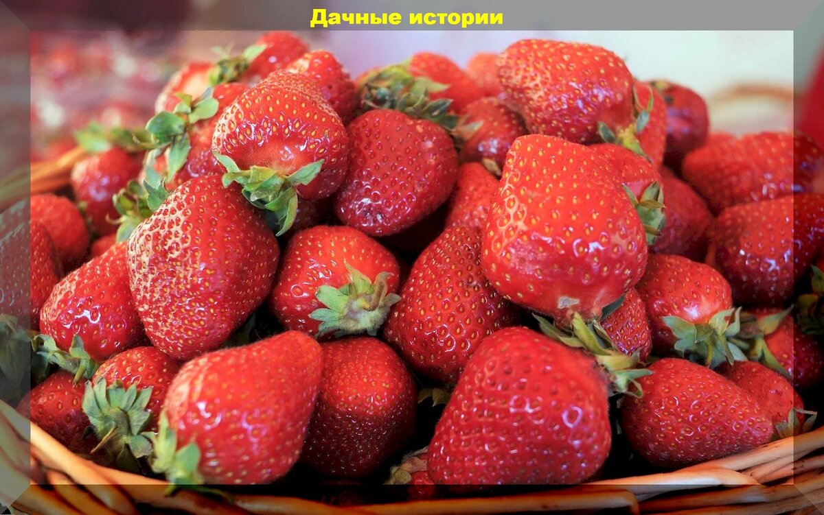 Характеристики Клубника Москова поздняя саженец, подробное описание товара. Инте