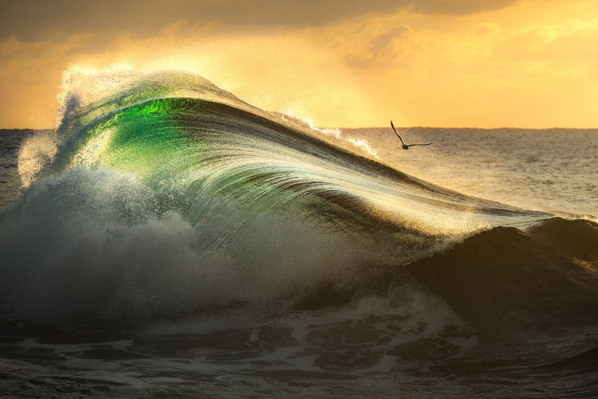 Ocean 2022. Лучшие фото океана 2022 года. Победитель фотоконкурса Дикая природа. Ocean photographer of the year 2022. Ocean Photography Awards.