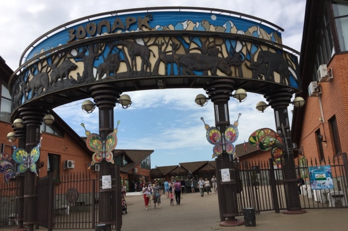    Орангутан Лола отметила 26-ой день рождения в зоопарке Ижевска