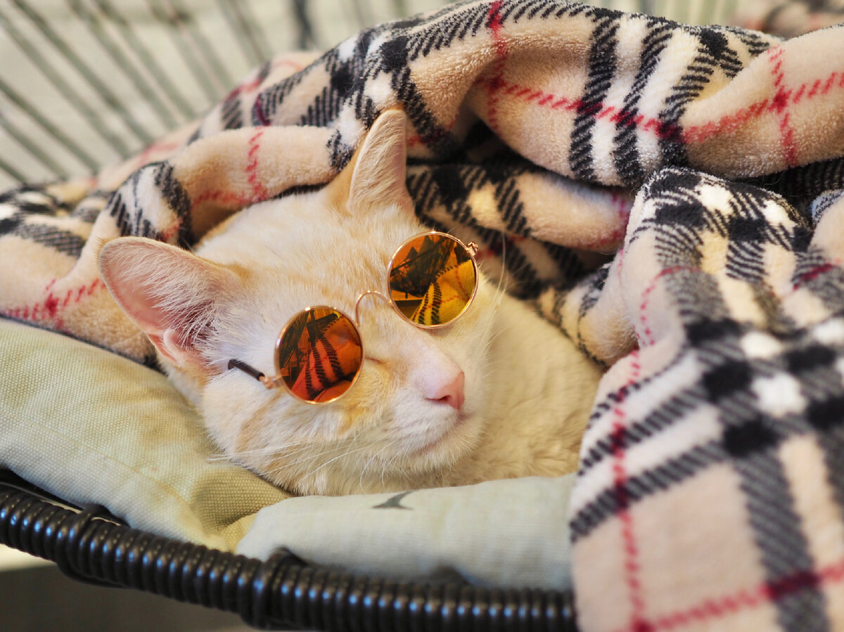 Котики не следят за модой, они диктуют моду 😎