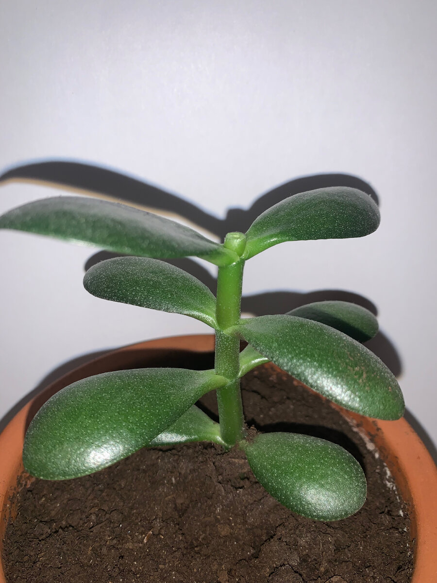 Черенок первый