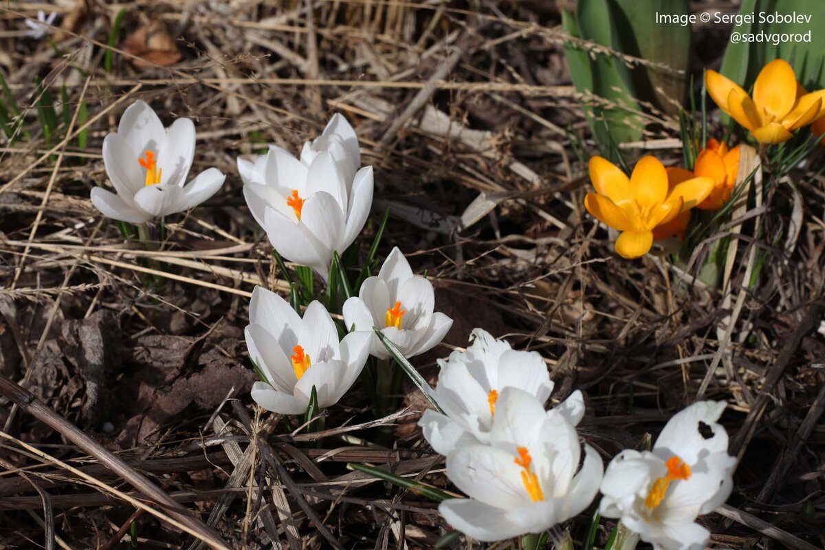 Шафран (Crocus) или крокус в моём палисаднике | Сад в город! | Дзен