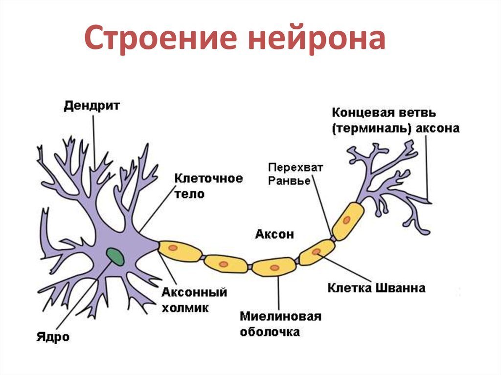 Нейрон служит. Схема строения нейрона. Нервная ткань строение нейрона. Типичная структура нейрона. Схема нейрона и его строение.