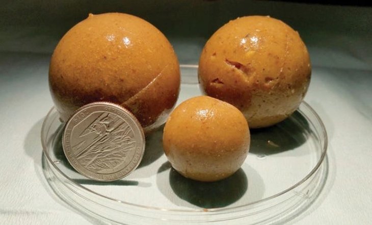    Светящуюся отравленную приманку против диких свиней запатентовали американские ученые