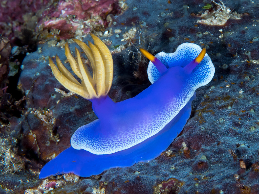 Hypselodoris Apolegma. Фото с сайта https://www.flickr.com/