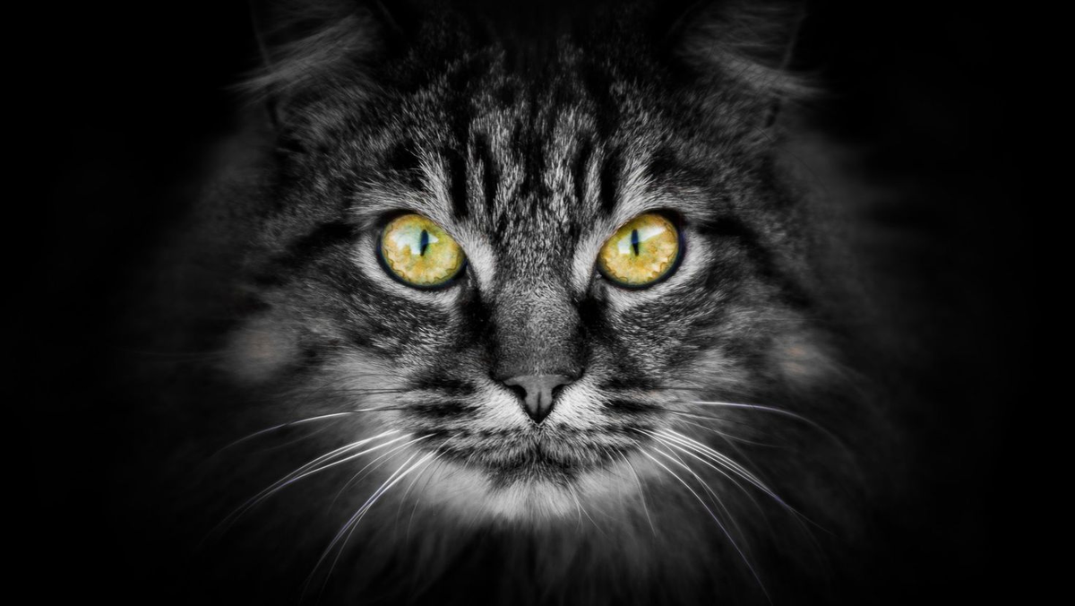 Злые глаза кошки, иллюстративная картинка из Яндекса