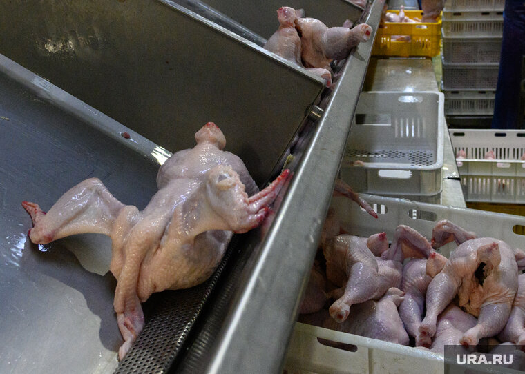    В одном из помещений в Кировском районе из протухшей курицы делали заготовки для шаурмы