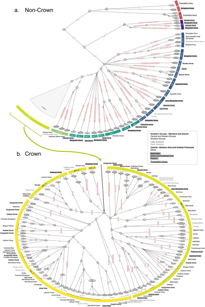 «Генеалогическое древо» современных пород лошадей. Источник: Bozlak et al. / Scientific Reports, 2023