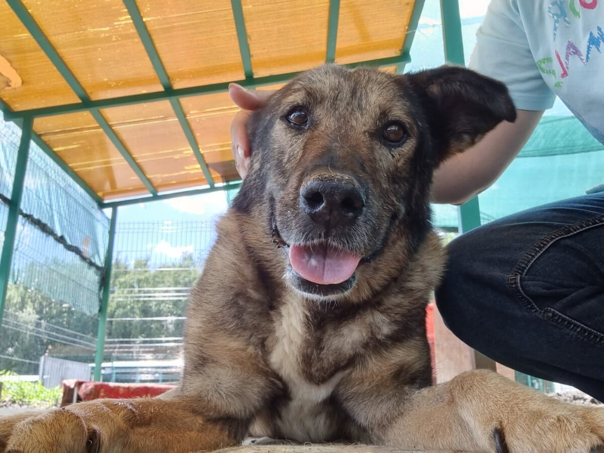 Еще в приюте. Довольная, наслаждается минутами, которые проводят с ней волонтеры