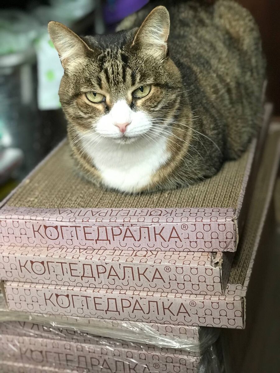   Актёры театра Ю.Куклачева любят эти когтеточки.😻❤️ Театр пользуется продукцией РАВ уже более 10-ти лет.