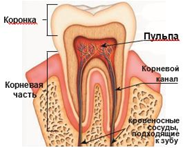Рис. 1. Схематическое расположение зуба