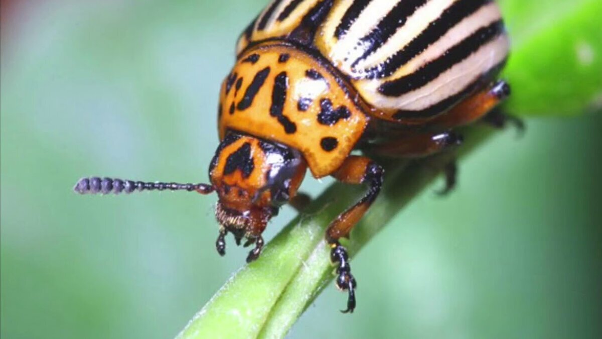 Колорадский жук - катастрофа для огородников