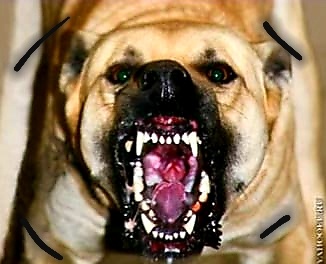 По даны за период 1982- 2010 г.г эта порода совершила нападение на 1550 человек из них 691 детей. Погибло 166 человек, 859 получили увечья, остальные отделались лишь испугом.