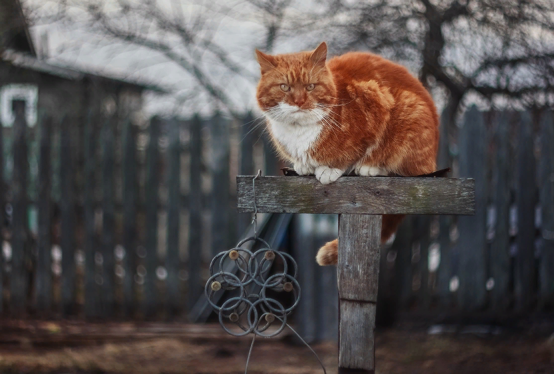 Конечно кота. Рыжие коты весной. Рыжая кошка Весна. Рыжий котик Весна. Уличные коты весной.