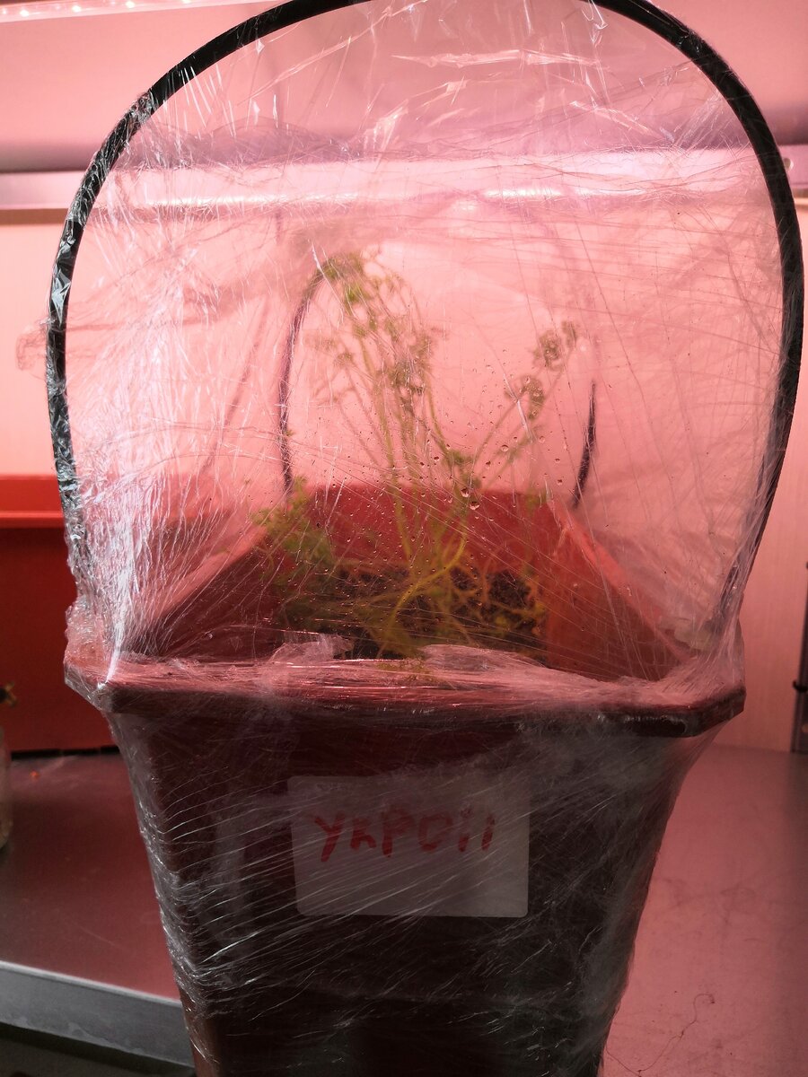 Импровизированная теплица