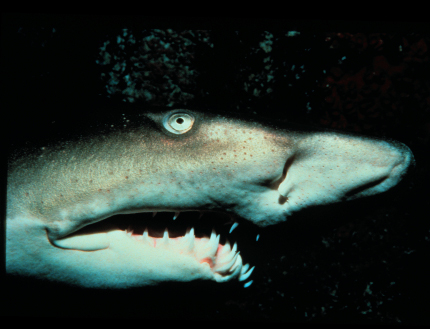 Морда этой устрашающей акулы заканчивается длинным клювовидным выростом, а длинные челюсти могут далеко выдвигаться. Окраска также необычна: близка к розовой.