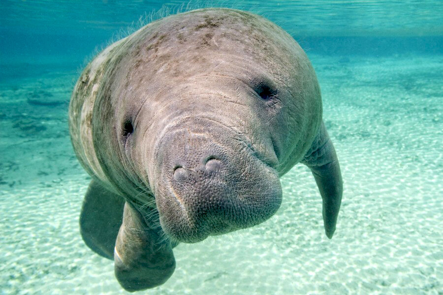 Настоящий ламантин – толстенький, но всё равно милый. В отличие от меня.