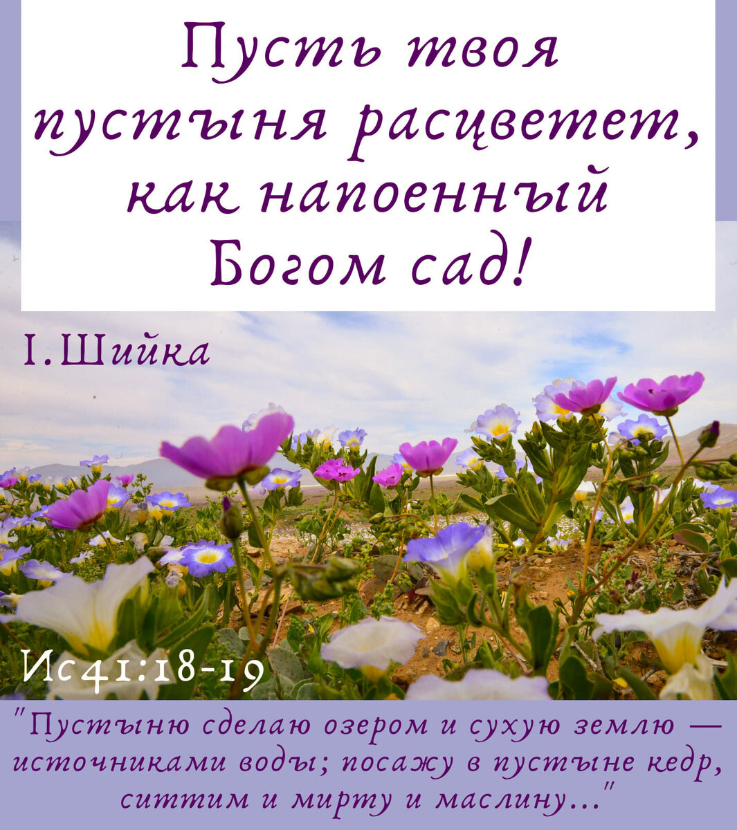 Пусть твоя пустыня расцветет, как Божий сад! | Слово Христа | Дзен