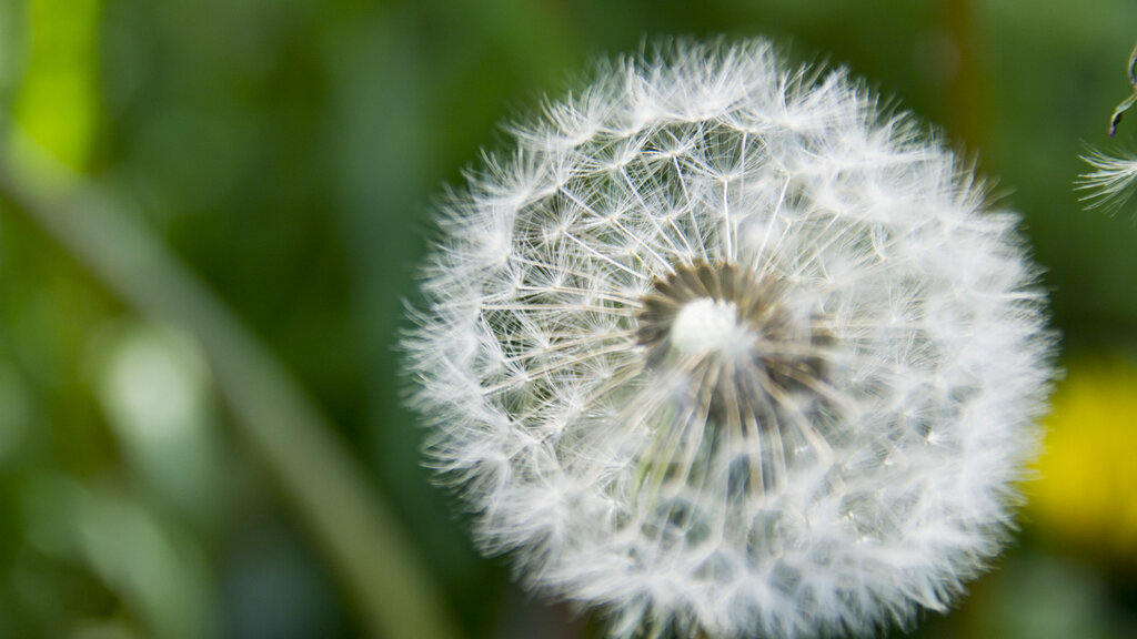 Всё учение Будды было направлено на исправление вашего мышления. Если вы отказались от всякого мышления, зачем нужны слова Будды? 